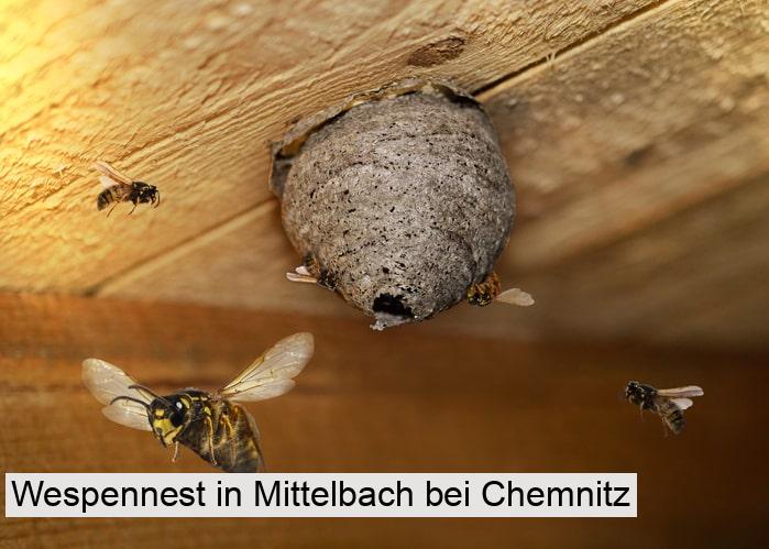 Wespennest in Mittelbach bei Chemnitz